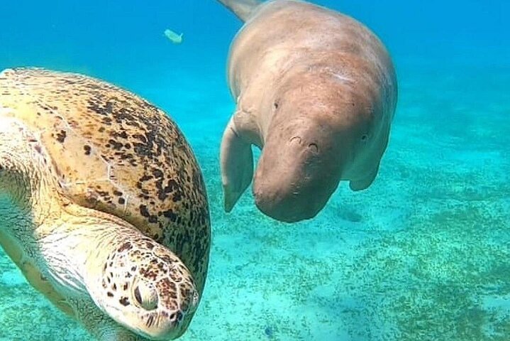 Marsa Mubarak Boat Trip with Turtles and Dugongs From Marsa Alam