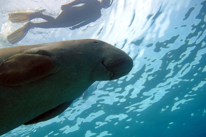 Marsa Mubarak Boat Trip with Turtles and Dugongs From Marsa Alam