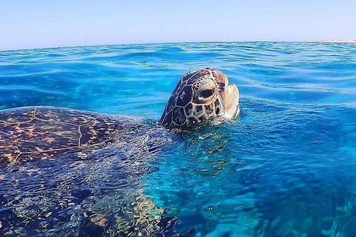 Marsa Mubarak Boat Trip with Turtles and Dugongs From Marsa Alam