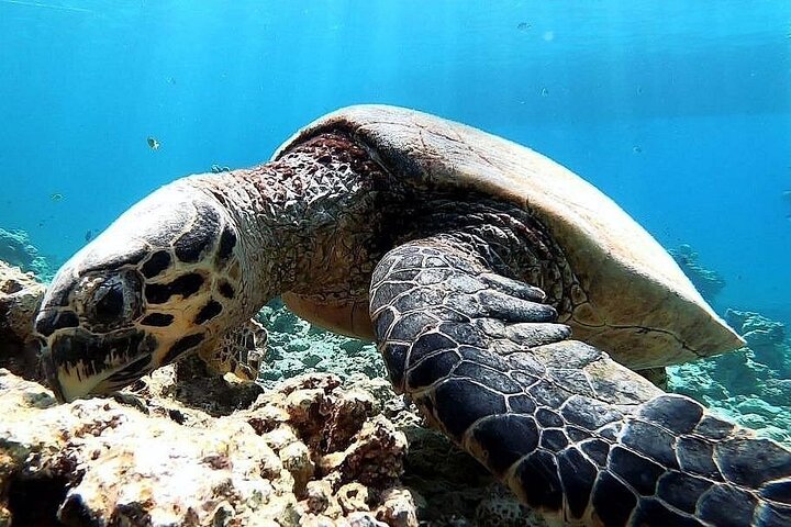 Marsa Mubarak Boat Trip with Turtles and Dugongs From Marsa Alam