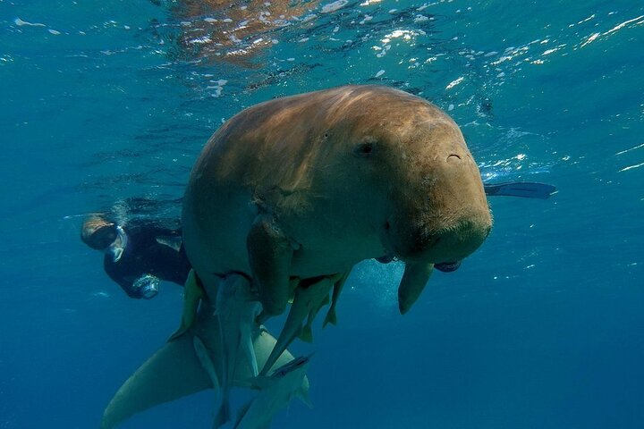 Marsa Mubarak Boat Trip with Turtles and Dugongs From Marsa Alam