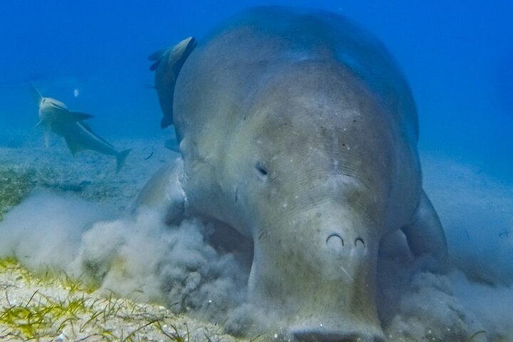 Marsa Mubarak Boat Trip with Turtles and Dugongs From Marsa Alam