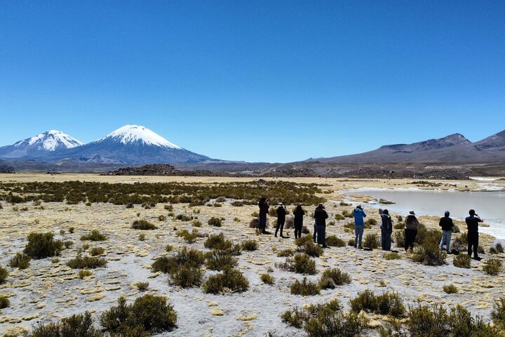 Chungará Lake & Lauca Park Tour from Arica with Lunch