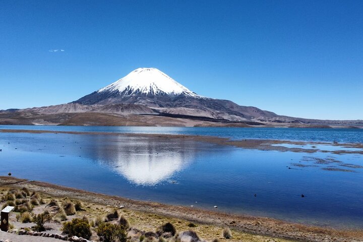 Chungará Lake & Lauca Park Tour from Arica with Lunch