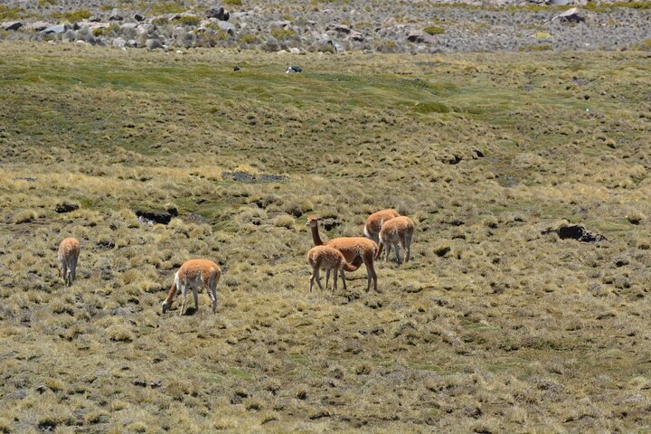 Chungará Lake & Lauca Park Tour from Arica with Lunch
