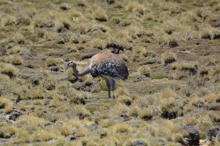 Chungará Lake & Lauca Park Tour from Arica with Lunch