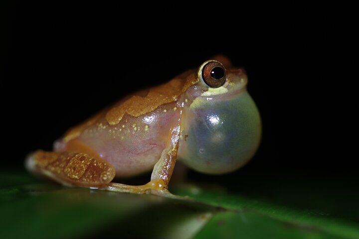 La Fortuna Night Walk at Arenal Volcano
