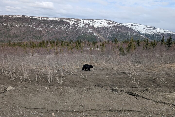 Arctic Circle Day Tour