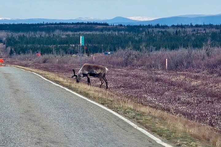 Arctic Circle Day Tour
