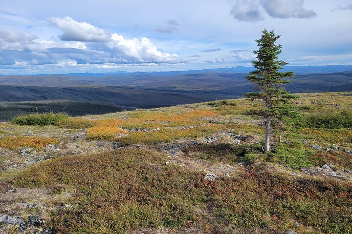 Arctic Circle Day Tour