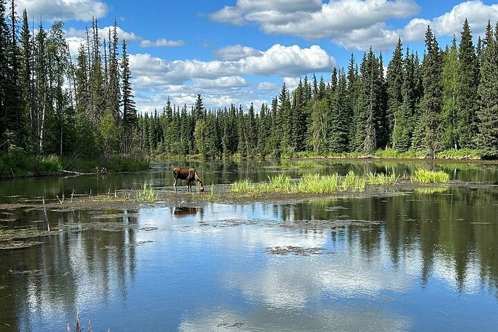 Chena Hot Springs Day Tour