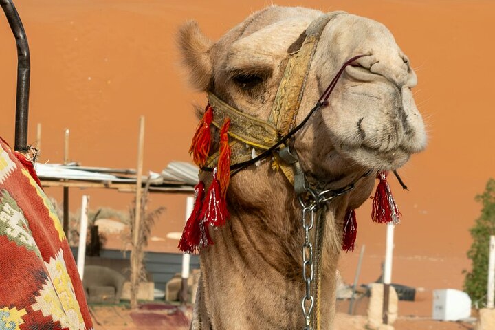 Vip Desert Safari Dubai with Pick&Drop Camel Ride Shows & Dinner