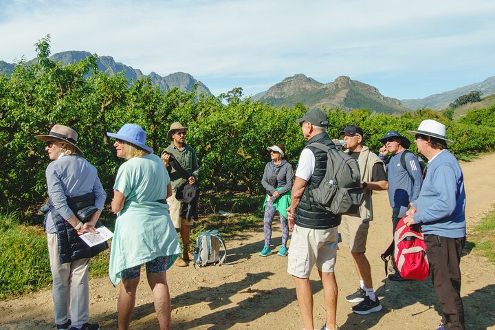 Franschhoek Wine Walk with Lunch