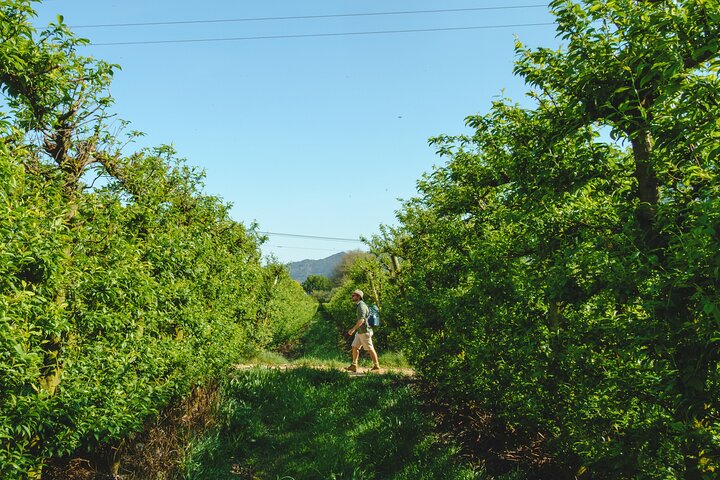 Franschhoek Wine Walk with Lunch