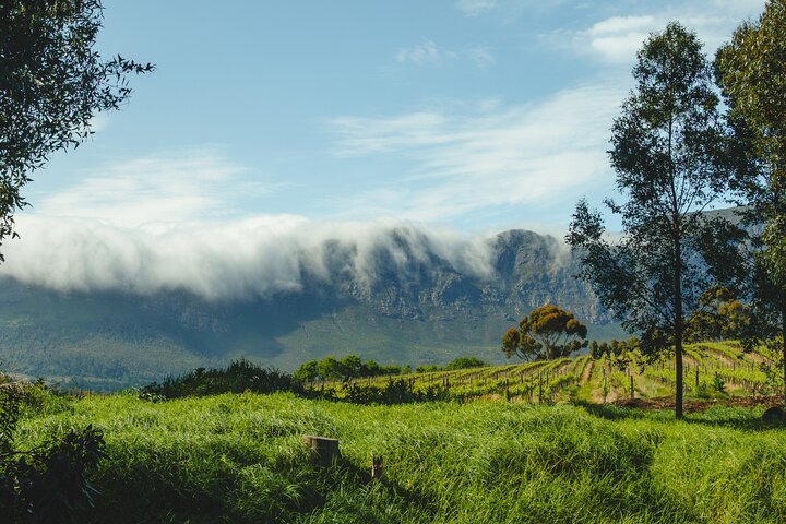Franschhoek Wine Walk with Lunch