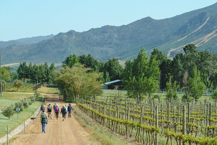 Franschhoek Wine Walk with Lunch