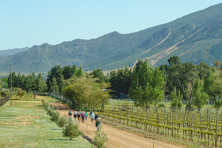 Franschhoek Wine Walk with Lunch