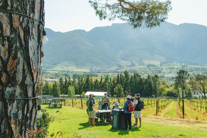 Franschhoek Wine Walk with Lunch