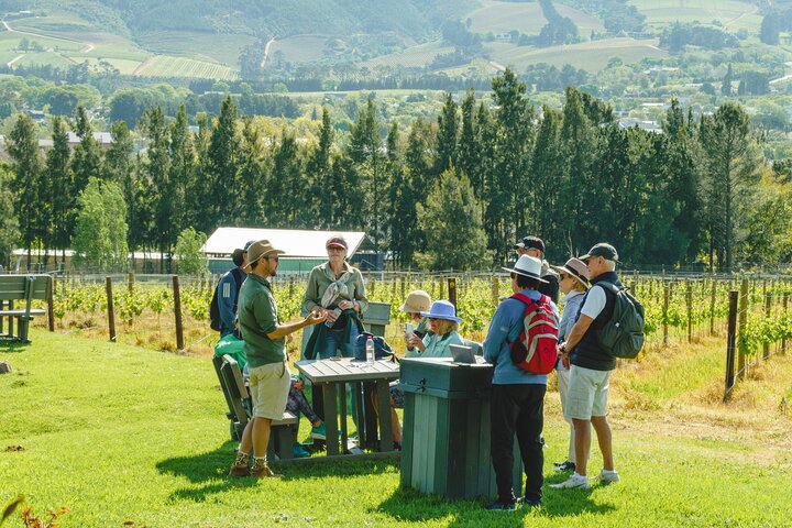 Franschhoek Wine Walk with Lunch