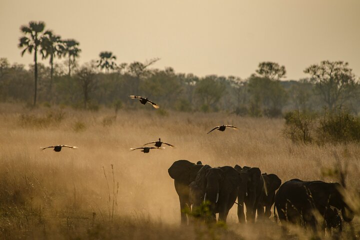 Chobe National Park Small Group Day Safari from Victoria Falls