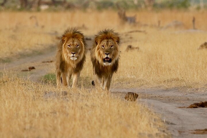 Chobe National Park Small Group Day Safari from Victoria Falls