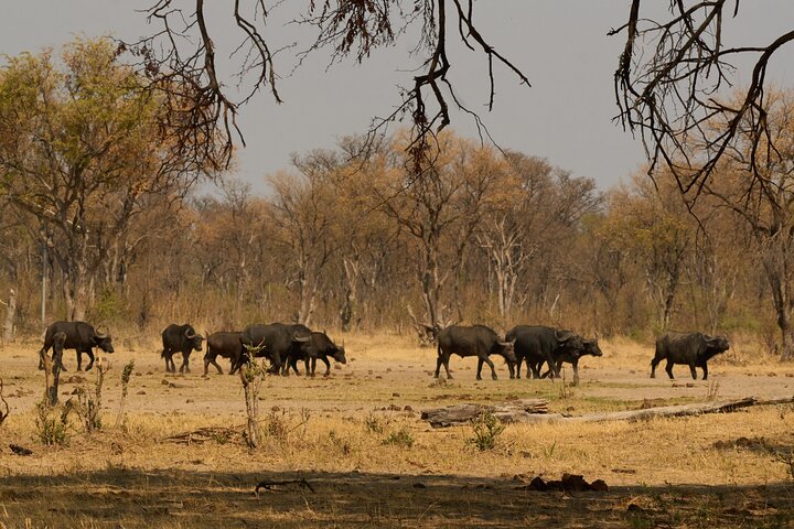 Chobe National Park Small Group Day Safari from Victoria Falls