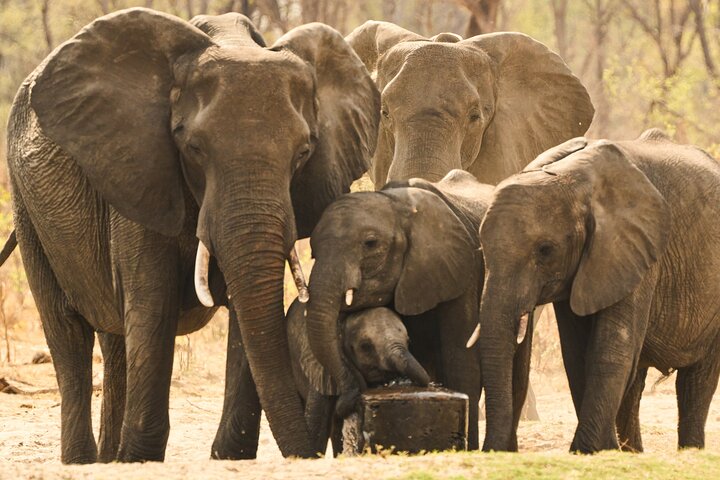 Chobe National Park Small Group Day Safari from Victoria Falls