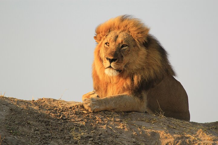 Chobe National Park Small Group Day Safari from Victoria Falls
