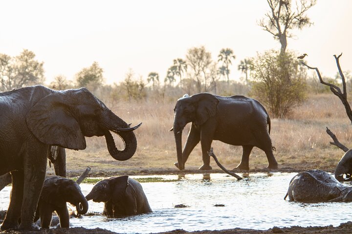 Chobe National Park Small Group Day Safari from Victoria Falls