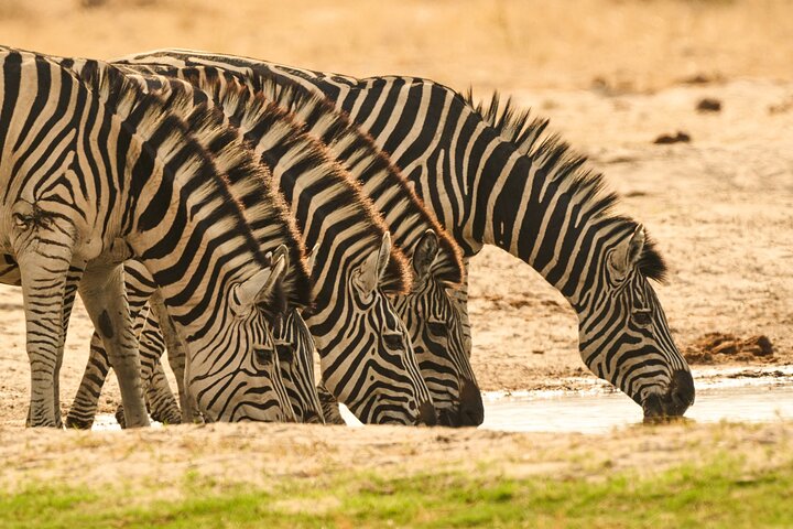 Chobe National Park Small Group Day Safari from Victoria Falls
