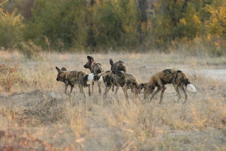 Full-Day Chobe National Park Game Drive from Kasane