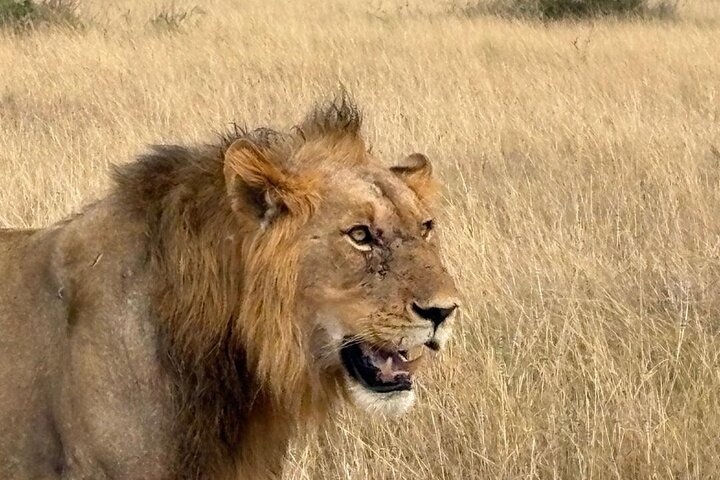 1 Day Akagera National Park Safari experience