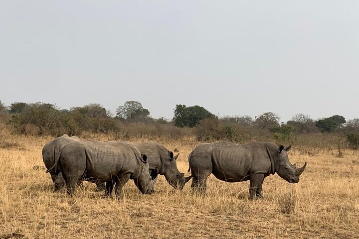 1 Day Akagera National Park Safari experience