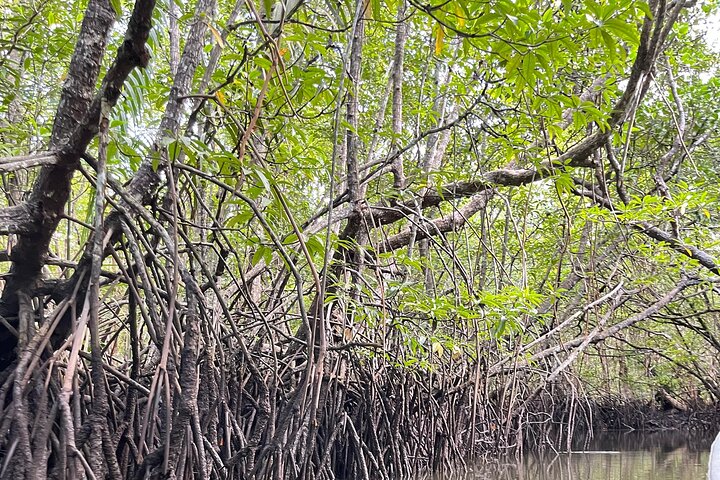 Bintan Mangrove and Fireflies Tour