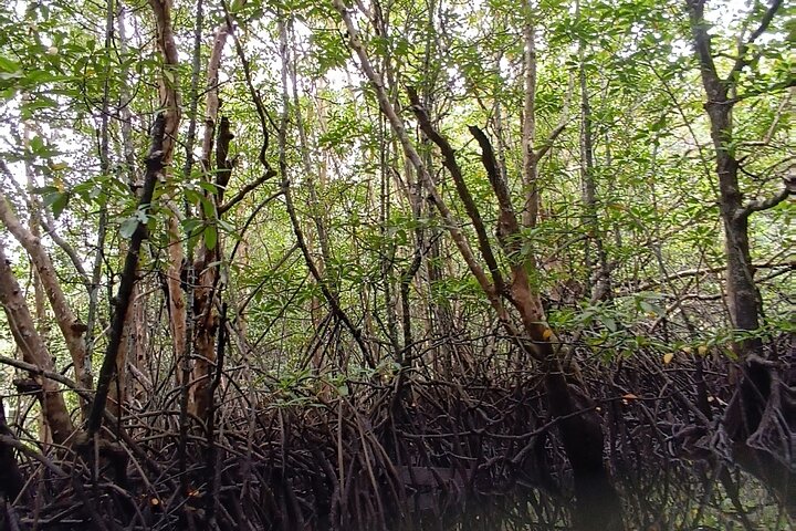 Bintan Mangrove and Fireflies Tour
