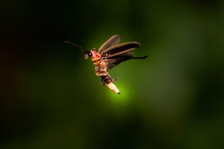 Bintan Mangrove and Fireflies Tour