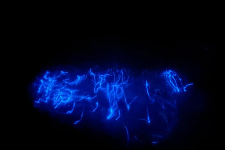 Bioluminescence Tour in Punta Cocos Holbox