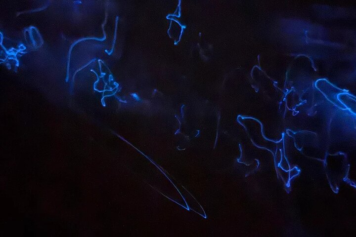 Bioluminescence Tour in Punta Cocos Holbox