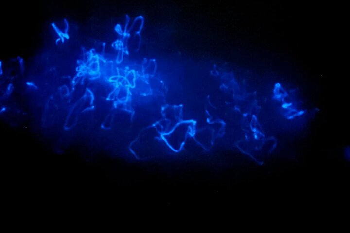 Bioluminescence Tour in Punta Cocos Holbox