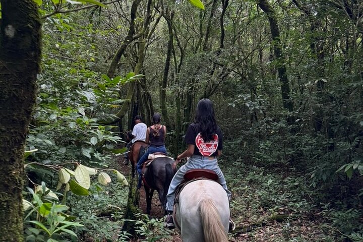 Epic Cloud Forest Horseback Riding Adventure in Boquete