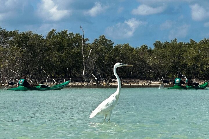 Kayak Mangroves Sunrise Experience