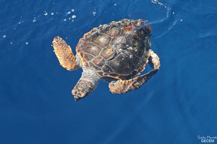 Philotours - Master Island Turtle Adventure for Cruisers