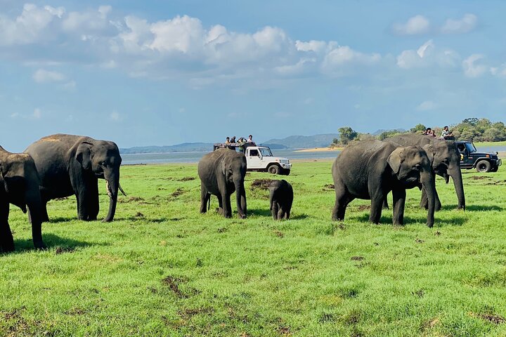 Minneriya National Park Half day Private Jeep Safari