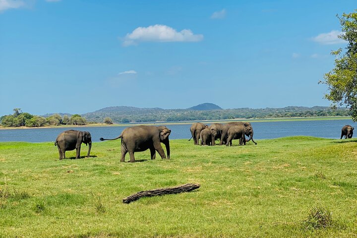 Minneriya National Park Half day Private Jeep Safari