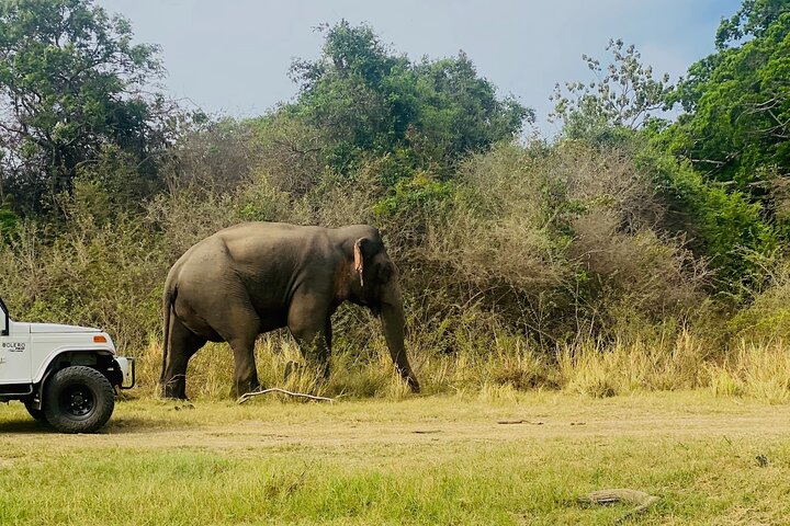 Minneriya National Park Half day Private Jeep Safari