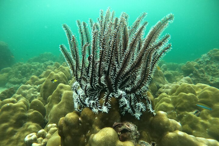 Koh Lipe Unseen 7 Islands Day Tour by Private Longtail Boat