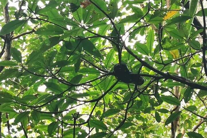 Bintan Mangrove and Fireflies Tour