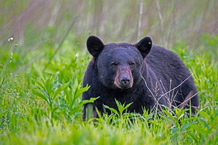 Great Smoky Mountains & Cades Cove Self-Guided Driving Tours