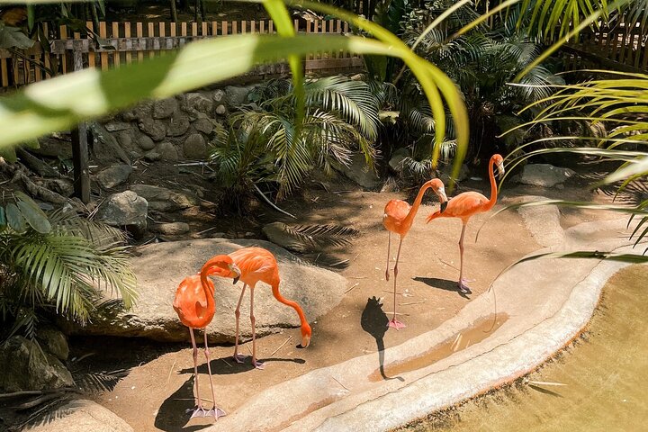 Puerto Vallarta Las Caletas, Adventure Park & Lunch with Open Bar