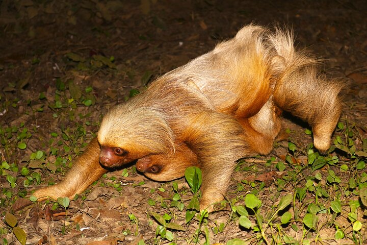 Night walk and search for tarantula sloths